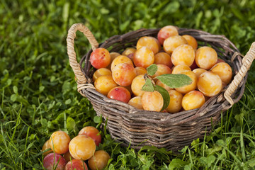 Basket full of fresh mirabelle plums