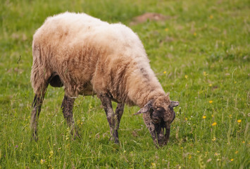 Obraz premium Sheep on a pasture in the countryside meadow