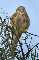 The Common Kestrel (Falco tinnunculus)