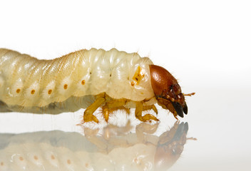 macro shot of may-bug larva