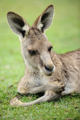 Naklejka na ściany i meble Daydreaming Kangaroo