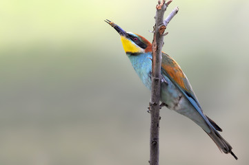 Bee-eater, Merops apiaster