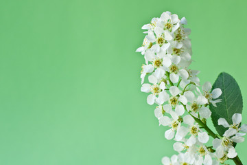 White flower a bird cherry