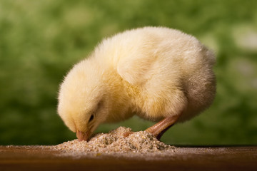 Bébé poulet prenant un repas