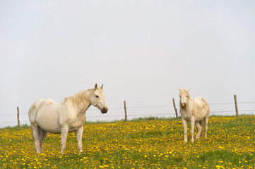 Obraz premium Zwei Schimmel auf der Weide