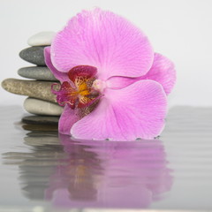 Orchidee, Wasser, Steine