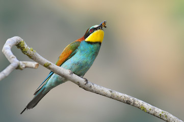 Obraz premium Bee-eater, Merops apiaster