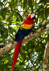 Macaw parrot