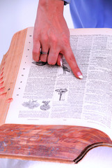 Naklejka premium Dictionary