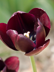Бордовый тюльпан