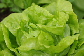sałata, zielone liściaste warzywo, zdrowa żywność, ekologiczna sałata