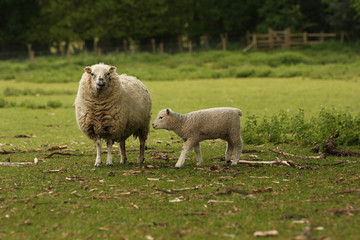 Naklejka premium Ewe Sheep and Lamb