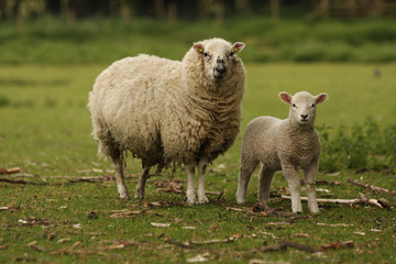 Naklejka na ściany i meble Ewe and Lamb