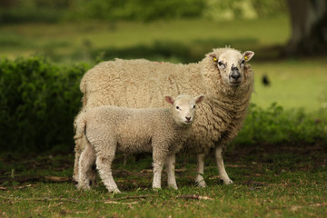 Naklejka premium Ewe and Lamb