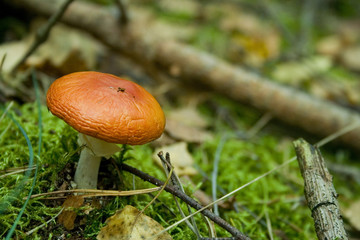 mały grzyb © anilah