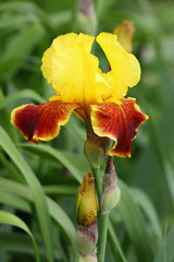 iris germanica
