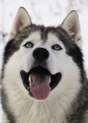 Blue-eyed siberian husky