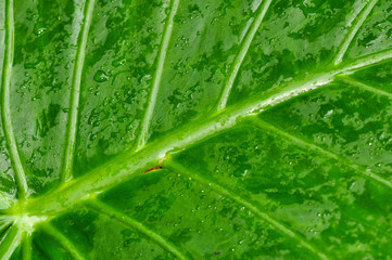 Wet Leaf