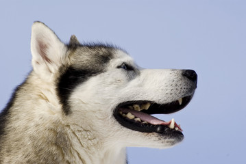 Picture of a siberian husky