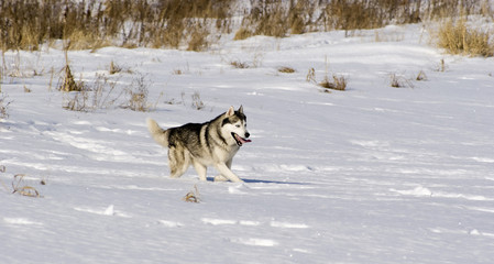 Naklejka premium Siberian husky in a steppe landscape