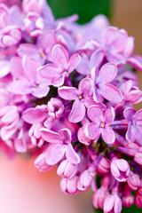 Fototapeta na wymiar fresh lilac flower