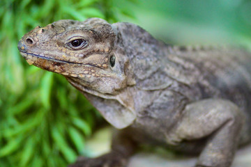 Lizard