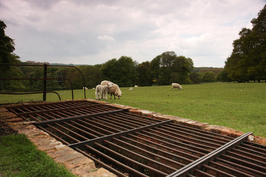 Cattle Grid And Sheep