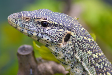 Fototapeta premium Monitor Lizard