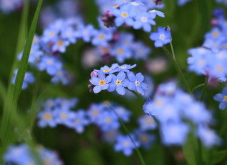 niebieskie kwiaty, wiosenne niezapominajki, wiosna, kwiatowy plakat - obrazy, fototapety, plakaty