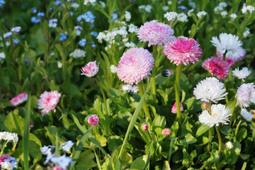 Small Beautiful bellis Flowers © dobel_olga
