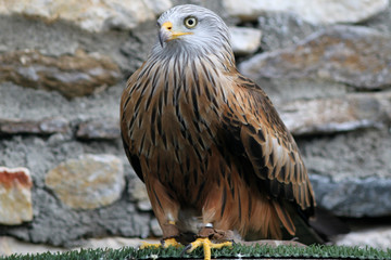 Red Kite