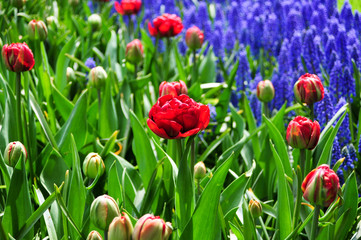Frische Blumen