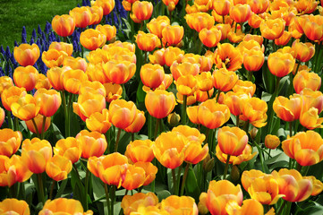 Gelbe Tulpen