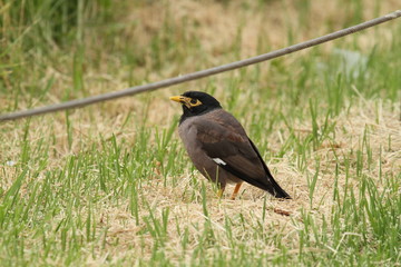 Fototapeta premium common myna