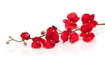 Fototapete Rote Orchidee auf weißem Hintergrund © soleilc1