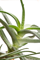 Obraz premium aloe vera on white background