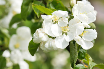 Obraz na płótnie Canvas apple flowers