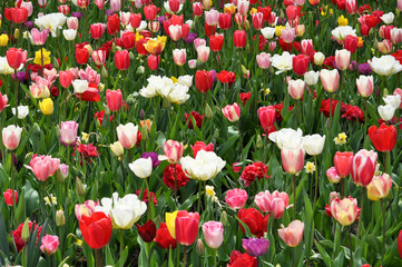 Tulpen Feld