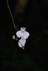 Comparettia macroplectron