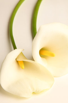 lirio