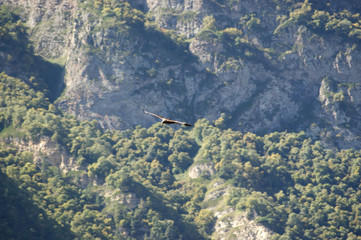 Орёл Чегема