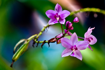 orchidée aux couleurs vives