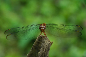 Libellula