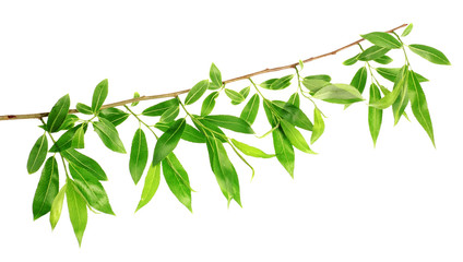 willow twig  with spring leaves © Vera Kuttelvaserova