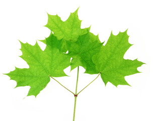 maple twig  with spring leaves