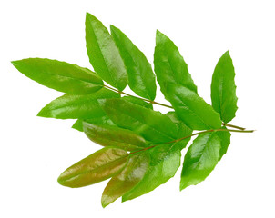 Obraz premium decorative leaves