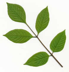 green ash leaves
