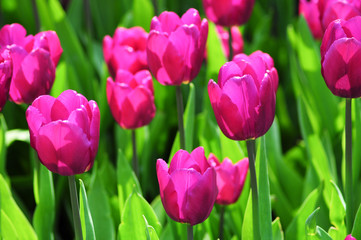 Tulpen