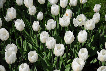 Weiße Tulpen