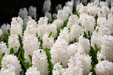 Schöne Fraben der Natur